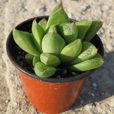 보초 (하월시아) 다육 소품 9cm [다육], 1개, 상세페이지 참조