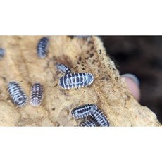 드워프화이트 등각류 쥐며느리 키우기 비바리움 분해생물 공벌레 콩벌레 드화 쿠바리스 쥐며느리, 1세트, 제브라 5마리