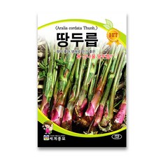 세계종묘 땅두릅 씨앗 100립, 1개