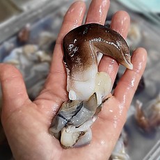 특품 자연산 여수 새조개 1kg(실중량200g)당일조업 싱싱한 산지직송 손질새조개 새조개축제, 1개, 특품새조개 1kg(실중량200-250g)