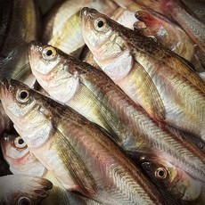 고성 도루묵 알도루묵 알배기 생물 급랭 반건조 고성직송 생선, 1개, 고성 햇 알도루묵 10미 [급랭]