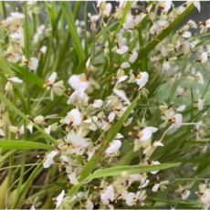 [신라난농원]오니토포라 라디칸스.아주좋은향.귀여운 흰색꽃.무리지어 날아가는 새모양.잎 꽃앙증맞고예쁨.인기상품.필독뒷사진참고., 1개