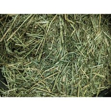 青禾寵物牧草 提摩西 苜蓿 燕麥草 甜小麥 百慕達 寵物牧草, 1個, 提摩西二割1kg