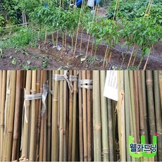 조이가든센터 대나무 단간 지주대- 10개묶음 높이 90cm, 1개