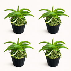 대성식물 풍란 풍난 소엽 4개입 동양란, 4개