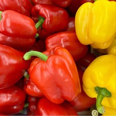 못난이파프리카 1kg 2kg 5kg 빨강 노랑 빨간 노란 파프리카 누빌, 1박스, 빨+노 파프리카 1kg