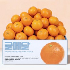 [재구매1위] 제주 고당도 하우스귤 12브릭스 당도 선별, 1박스, 대과 2kg