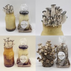 반려 버섯 키우기 키트 3종 1+1+1 (느타리버섯+고기느타리버섯+표고버섯), 1개