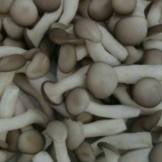 국내산 전라도 느타리버섯 실속형 2kg 4kg 알뜰농장, 1개, 4kg내외