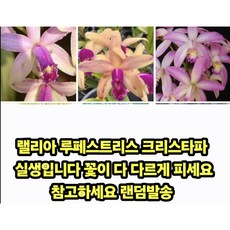 (팜 이연숙TV난원) 카틀레야 랠리아 루페스트리스 크리스타파 실생 꽃 없어옷, 1개