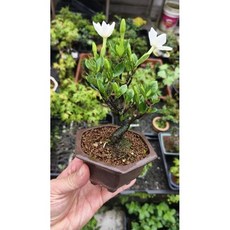 日本梔子花（賞花賞果）盆栽，清新花香，易於養護，點綴居家空間