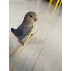 신나서상사 천연 밀짚 앵무새 장난감, 30g, 2세트