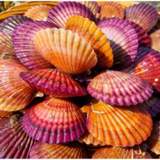 모두의보부상 통영바다 제철 홍가리비 비단가리비, 1박스, 홍가리비2kg