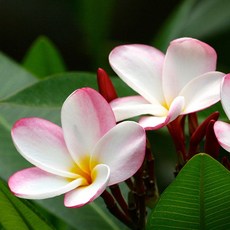 [LS 앱솔루트 오일] N09 프랑지파니 (Frangipani) 10ml, 1개, 연한노랑