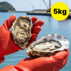 [초특가] 통영 석화 굴, 1개, 5kg
