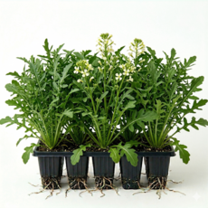 루꼴라 모종 키우기, 10개