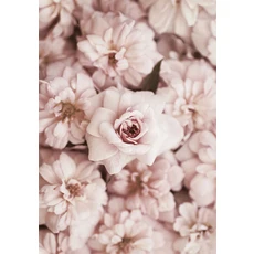 Pink Peony Flower Leaf Plant Poster Nordic Botanical Print Canvas Painting Wall Art Aesthetic Pictur, 12 4, 02 50x70cm no frame