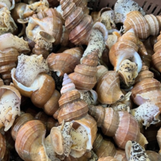 동해안 자숙 살고동 대 1kg 활 골뱅이, 1