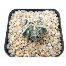 백조돌기난봉옥 실생 동일품-260310 코덱스 아프리카식물 멸종위기희귀선인장