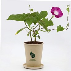 재료 키우기쉬운식물 키우기 화분 나팔꽃 실내식물 미니 씨앗, 본상품