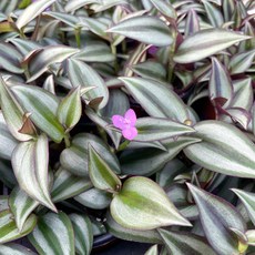 제브리나달개비 1+1 달개비 자주달개비 달개비꽃, 2개