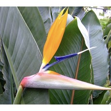 霏霏園藝 黃色天堂鳥盆栽 8吋盆 高度70公分 打造居家熱帶風情, 1個