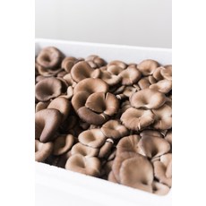 산지직송 느타리버섯 무농약 특품 2kg