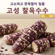 (초특가) 갓수확 경남고성 쫀득한 얼룩이 찰옥수수 한정판매, 1박스, 10개