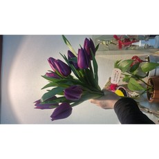 [엔음미몰]튤립 생화 양재꽃, 10개, 퍼플