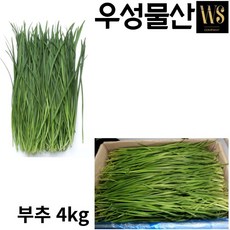 싱싱한 부추 4kg [신선야채 부추 대용량 업소용 식자재], 1개