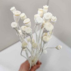 프리저브드플라워 양귀비 개양귀비 말린꽃 드라이플라워꽃, 30송이 화이트