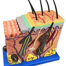 모발 모형 피부조직 소품 과학실 탈모센터 용품 70배 모형 장식 확대 50배, E. 50배 확대 결함