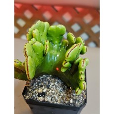 팅커벨 청기린철화, 1개