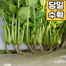 [당일수확] 어린 열무 아기 열무 공품 열무, 1박스, 공품 열무 4kg