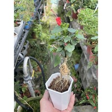 霏霏園藝紅花木浮根 特價140元 庭院植物盆栽 限量供應