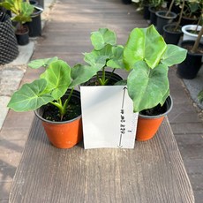 호프셀렘 셀럼 3개발송 소품 인테리어 관엽식물 반려식물 올플랜츠, 1세트