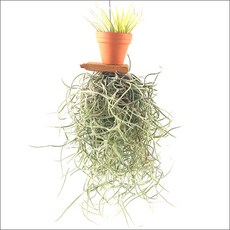 들꽃향기 공중식물 에어플랜트 틸란드시아 인테리어 공기정화 화분식물, 이오난사미니 토기분수염, 1개