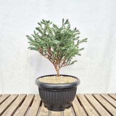 블루버드 비단삼나무 분재 화분 은청색 미니 크리스마스 트리 공기정화식물