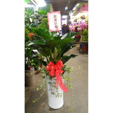 台北市花店 綠帝王蔓綠絨 高約120公分, 1個
