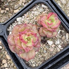 누다 1호 국민다육이 전자파차단식물 공기정화식물, 단일, 1개