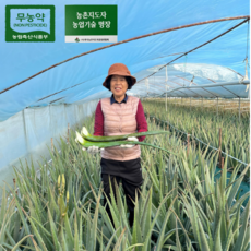 거제 무농약 식용 생알로에 베라 잎 3kg 5kg 알로에아낙네, 1개