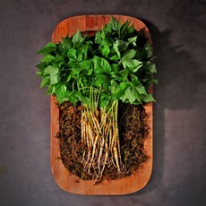 장성 부자새싹인삼 새싹삼 미니100뿌리 소100뿌리 등 산지직송 당일배송!, 1박스, 못난이 200뿌리, 1g