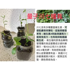 量子川七瓶 - 自釀飲品專用玻璃瓶，密封防漏，寬口易清洗，居家儲存首選, 1個