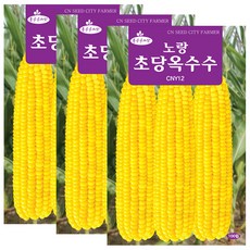 세인화분 노랑 초당옥수수씨앗 100립 옥수수씨 초당 옥수수 씨앗, 3개