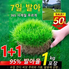 7일 발아 잔디 씨앗 - 최신 개량 품종 판매, 3kg, 3kg