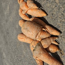 당근 햇당근 제주 구좌당근 2kg 3kg 5kg, 혼합(5kg), 1개, 못난이당근(쥬스용)