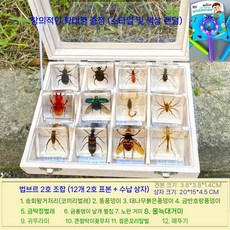 곤충박제 곤충표본키트 쇼케이스 과학 실험실 교육용 학교 생물 투명, A