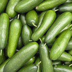 국내산 수분가득 아삭 미니오이, 03. 미니오이 2kg, 1개