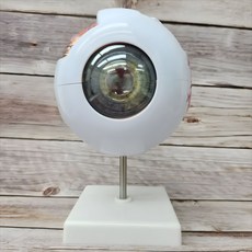 안구 모형 분리형 눈 구조 6배 인체 해부학 스탠드, 1세트