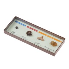 오에리공사(Oherikosha) 종이상자 시리즈 화석 4점 세트